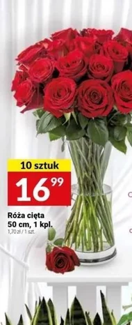 Róża
