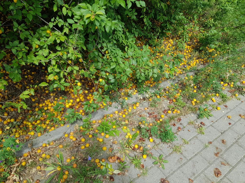 Kiedyś popularne mirabelki dziś leżą i gniją nam pod stopami