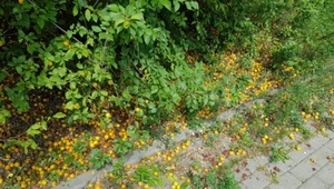Ten owoc był kiedyś u nas uwielbiany. Dziś gnije pod nogami