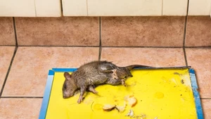 Lepy na gryzonie do kosza. Jest petycja o wprowadzenie zakazu
