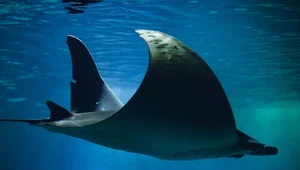 Zaskakujące odkrycie w wodach oceanu. Zwierzęta natychmiast zareagowały