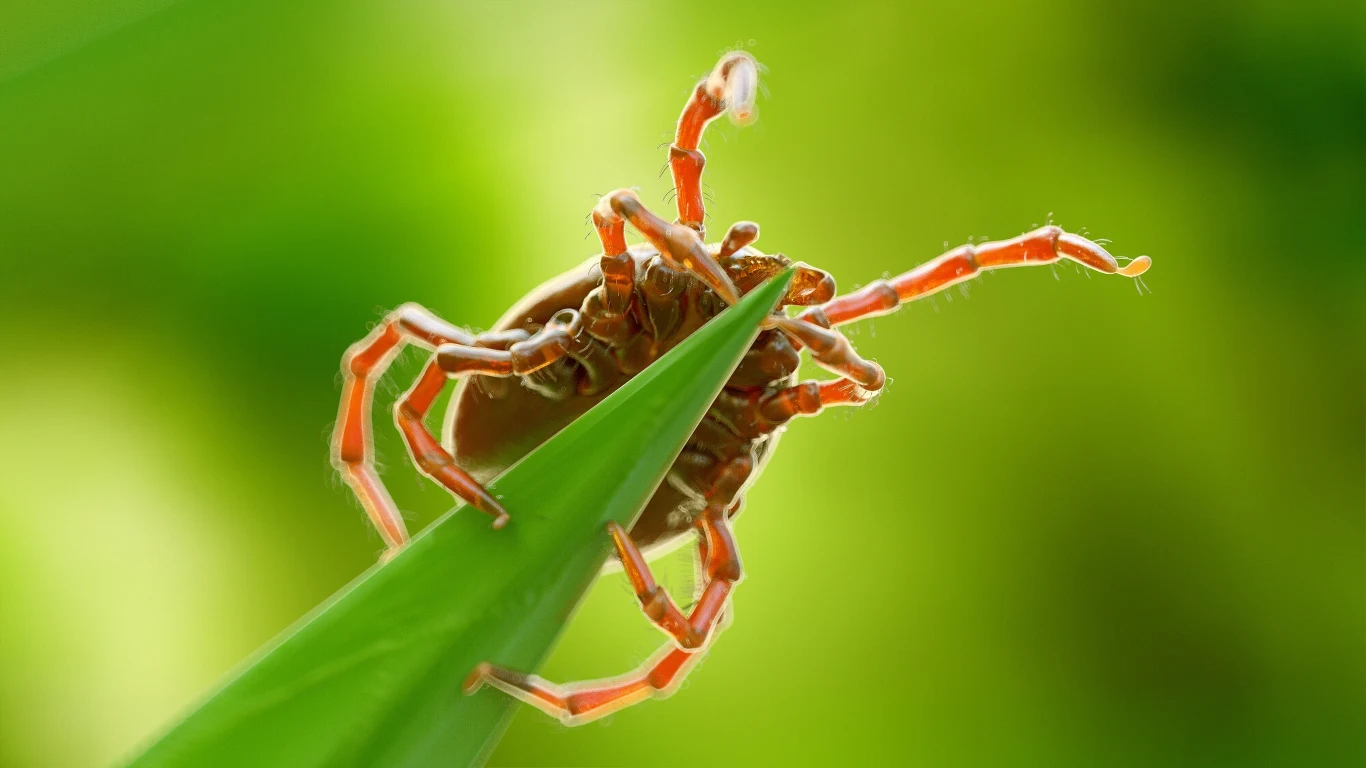 Kleszcz siedzi na końcówce zielonego źdźbła trawy na rozmytym, zielonym tle, wyraźnie widoczne odnóża i szczegóły ciała pajęczaka.
