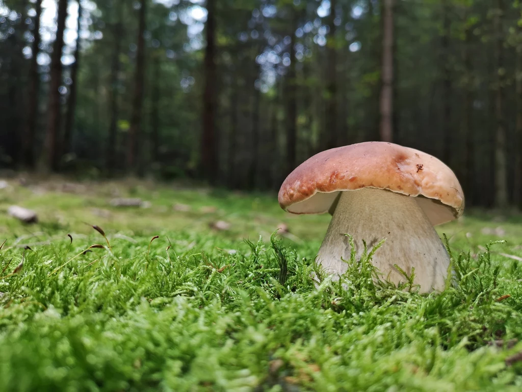 “Takiego roku jeszcze nie było” - mówią grzybiarze “Takiego roku jeszcze nie było” - mówią grzybiarze