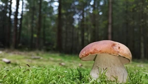 Leśne runo eksplodowało. Najlepsze miejsca na udane grzybobranie 