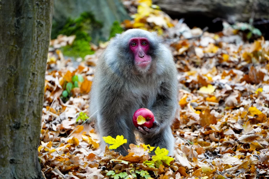 Makak japoński z poznańskiego zoo - ulubione zdjęcie autora fotografii, Tomasza Kamińskiego Makak japoński z poznańskiego zoo - ulubione zdjęcie autora fotografii, Tomasza Kamińskiego