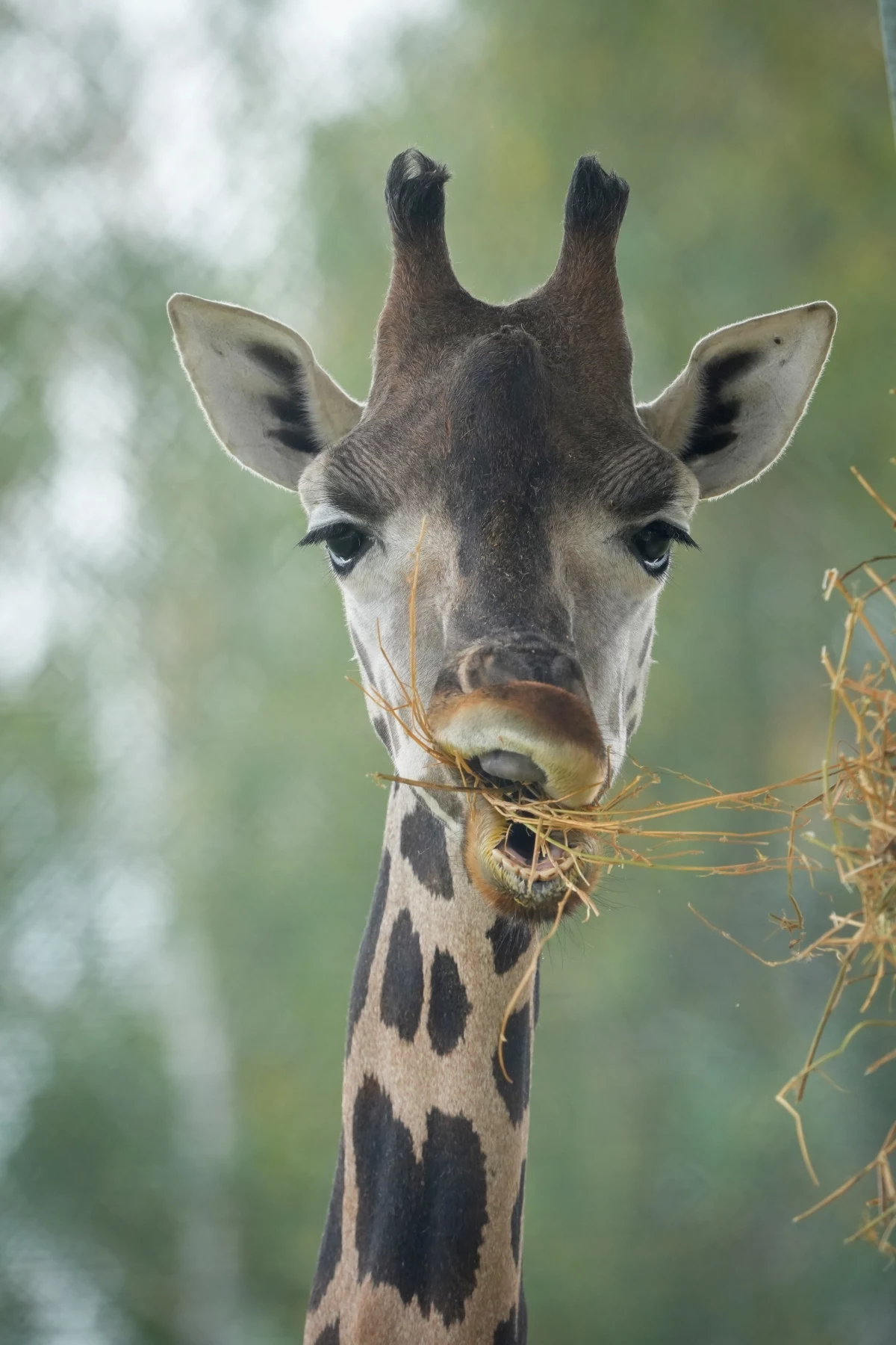 Żyrafa z poznańskiego zoo na zdjęciu Tomasza Kamińskiego Głowa żyrafy z wyraźnymi plamami na szyi, w pysku trzyma suchą trawę, rozmyte zielonkawe tło wskazuje na przestrzeń naturalną lub ogrodową.