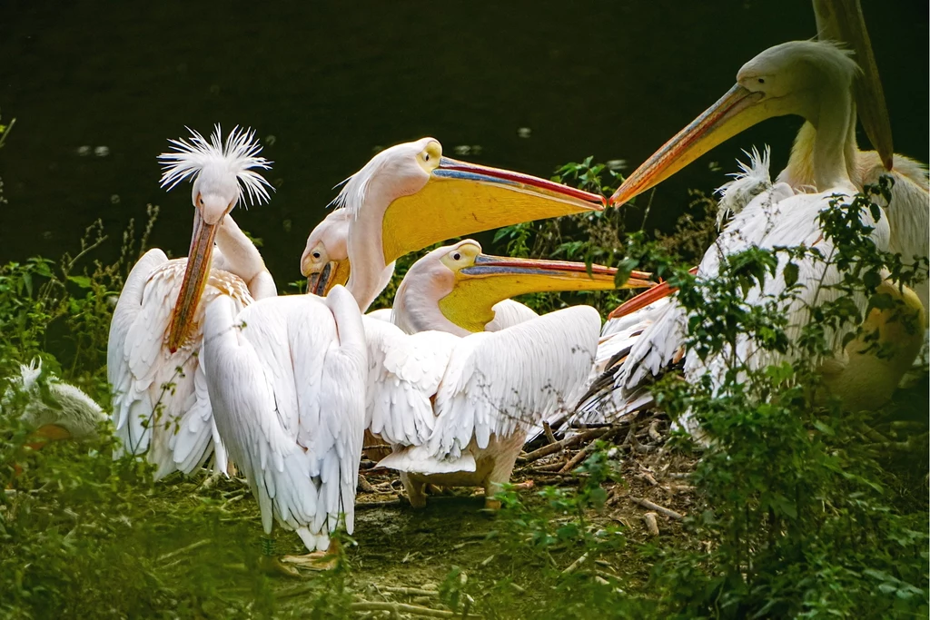 Pelikany z poznańskiego zoo na zdjęciu Tomasza Kamińskiego Białe pelikany zgromadzone na brzegu, otoczone roślinnością, z wyraźnie widocznymi dużymi dziobami i rozłożystymi skrzydłami.