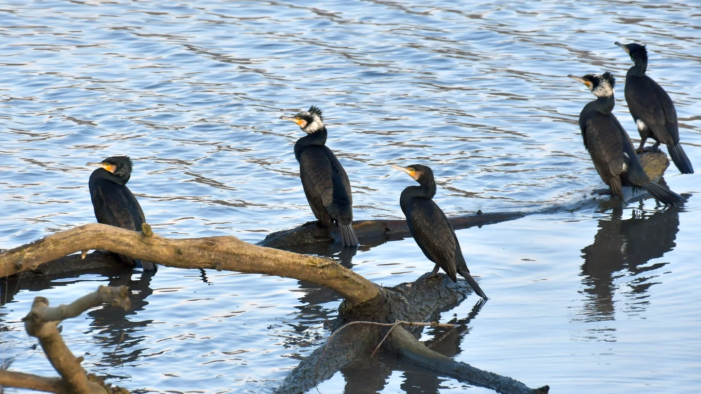 Grupa kormoranów siedzi na zanurzonych w wodzie konarach drzew, otoczona spokojną powierzchnią jeziora; ptaki odpoczywają lub obserwują otoczenie.