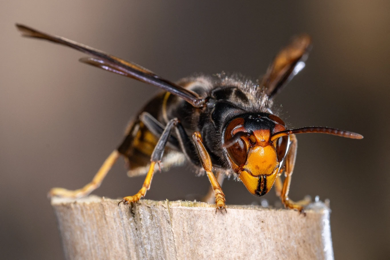 Atak szerszeni azjatyckich w Niemczech. Ucierpiały dzieci Makrofotografia szerszenia azjatyckiego prezentującego wyraźnie segmentowane ciało, duże żuwaczki, charakterystycznie ubarwioną głowę i czułki, owad siedzi na końcu drewnianej powierzchni na rozmytym tle.
