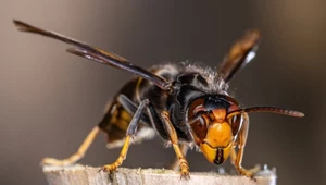 Atak szerszeni azjatyckich w Niemczech. Eksperci biją na alarm