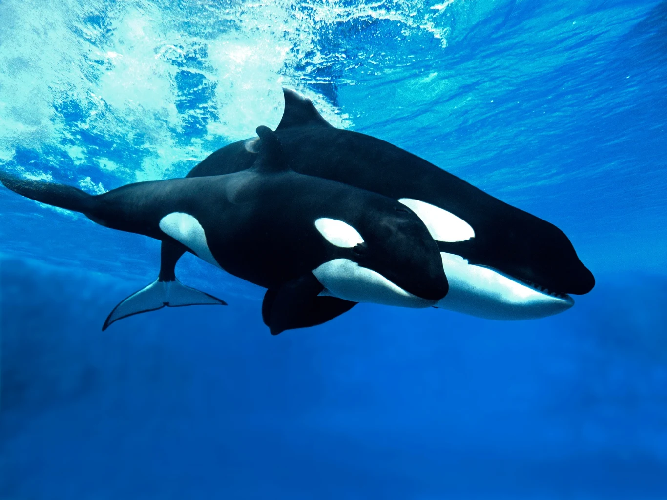 Orki używają wodorostów do wzajemnej pielęgnacji Dwie orki pływające razem w czystej, niebieskiej wodzie oceanu, z wyraźnie widocznymi charakterystycznymi czarno-białymi wzorami na ciele i płetwach.