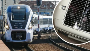 PKP Intercity: Pociągami podróżuje coraz więcej psów i kotów
