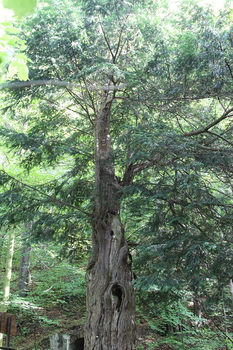 Stary, potężny pień drzewa z wyraźnie widocznymi skręconymi konarami, otoczony przez gęsty las, z widocznym u dołu naturalnym otworem w pniu.
