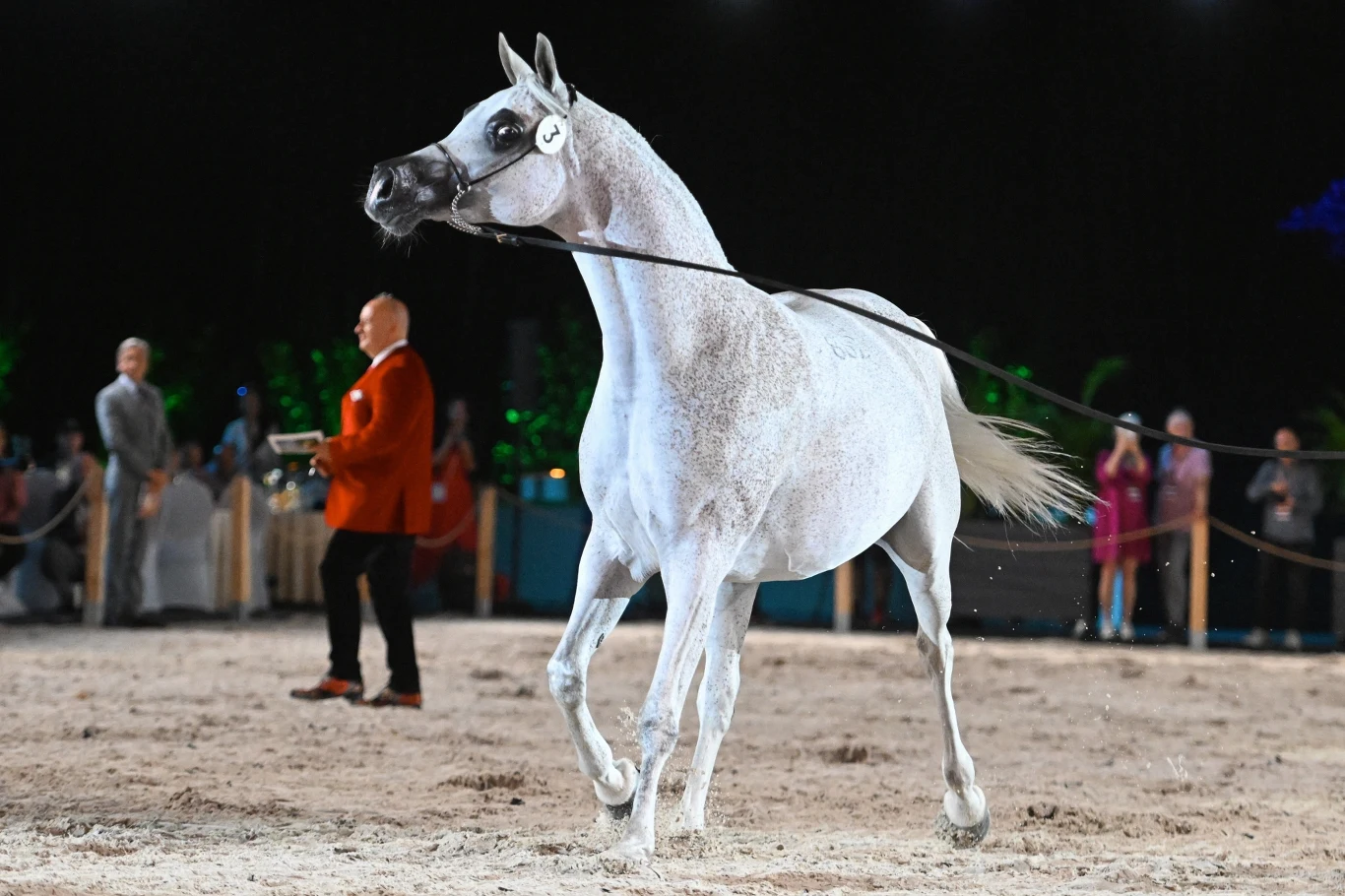 Aukcja Pride of Poland w Janowie Podlaskim: Adelita wylicytowana za 430 tys. euro przez nabywcę ze Szwajcarii Aukcja Pride of Poland w Janowie Podlaskim: Adelita wylicytowana za 430 tys. euro przez nabywcę ze Szwajcarii