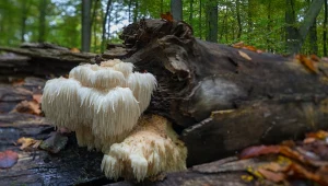 Soplówka jeżowata jest pod ochroną.