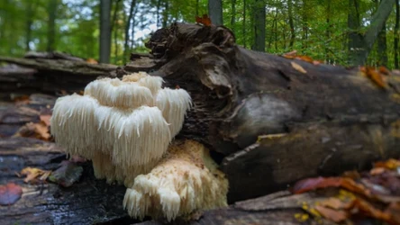 Soplówka jeżowata jest pod ochroną.