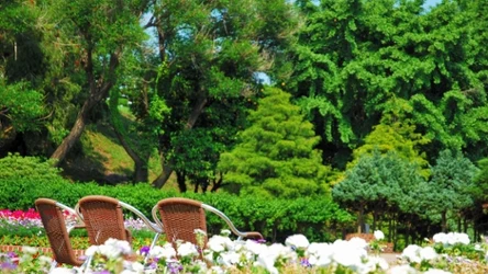 Jakie rośliny warto mieć w swoim ogrodzie? Są niewymagające i piękne