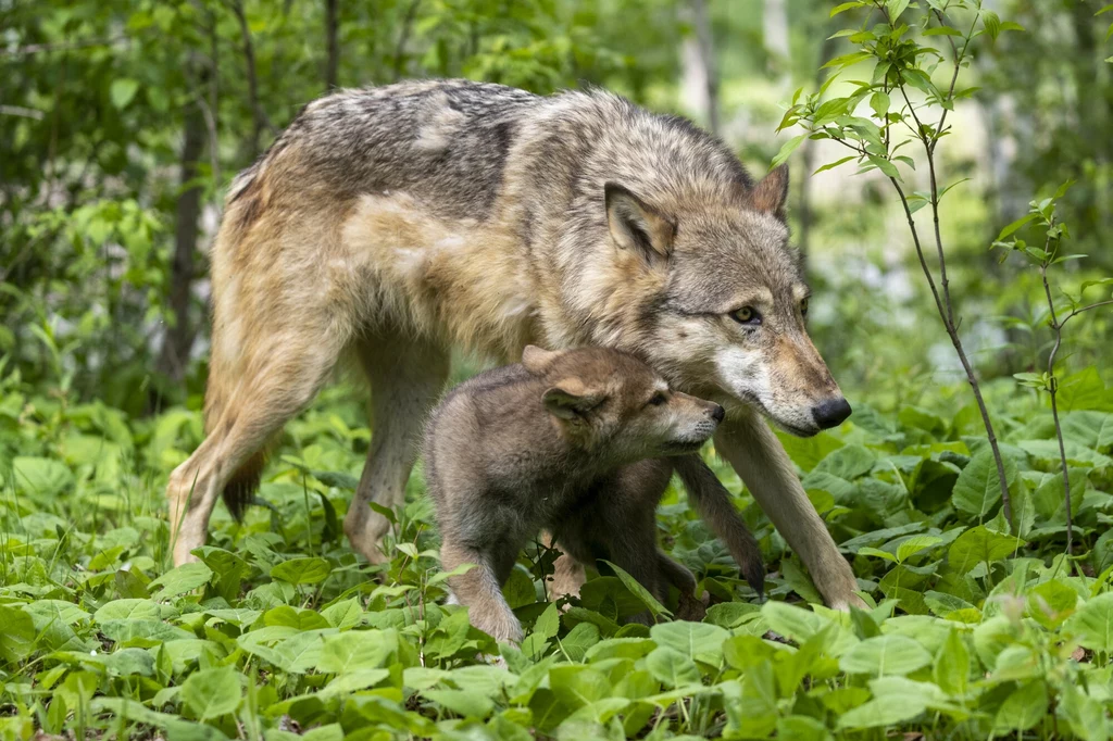 Dorosły wilk opiekuje się młodym wilczkiem w zielonym, leśnym otoczeniu, na tle bujnej roślinności.
