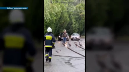 Łabędzie w Sosnowcu są bezpieczne. Nawet chodzą po pasach