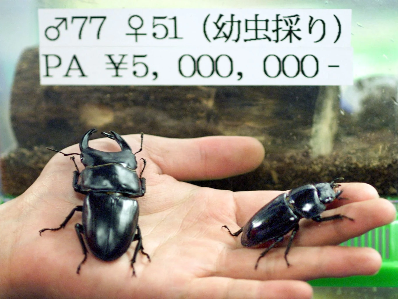 Dwie duże czarne chrząszcze trzymane na dłoni człowieka na tle akwarium oraz tablicy z japońskim napisem i ceną.