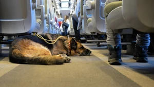 Psy i koty coraz częściej podróżują pociągami. Nowe dane PKP Intercity