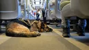 Rośnie liczba psów i kotów przewożonych w PKP Intercity