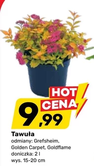 Roślina