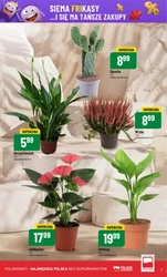 Smaki lata w najlepszej cenie - Polomarket 