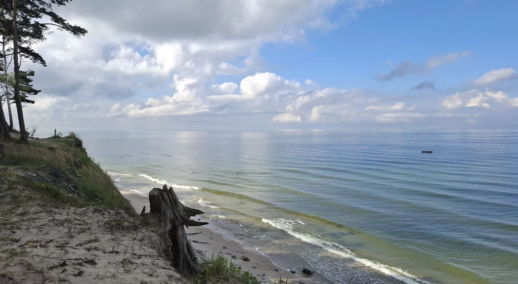 Klifowe wybrzeże z wydmami porośniętymi trawą i drzewami, pniak starego drzewa na pierwszym planie, spokojne morze sięgające po horyzont i pojedyncza łódka na wodzie, częściowo zachmurzone niebo.