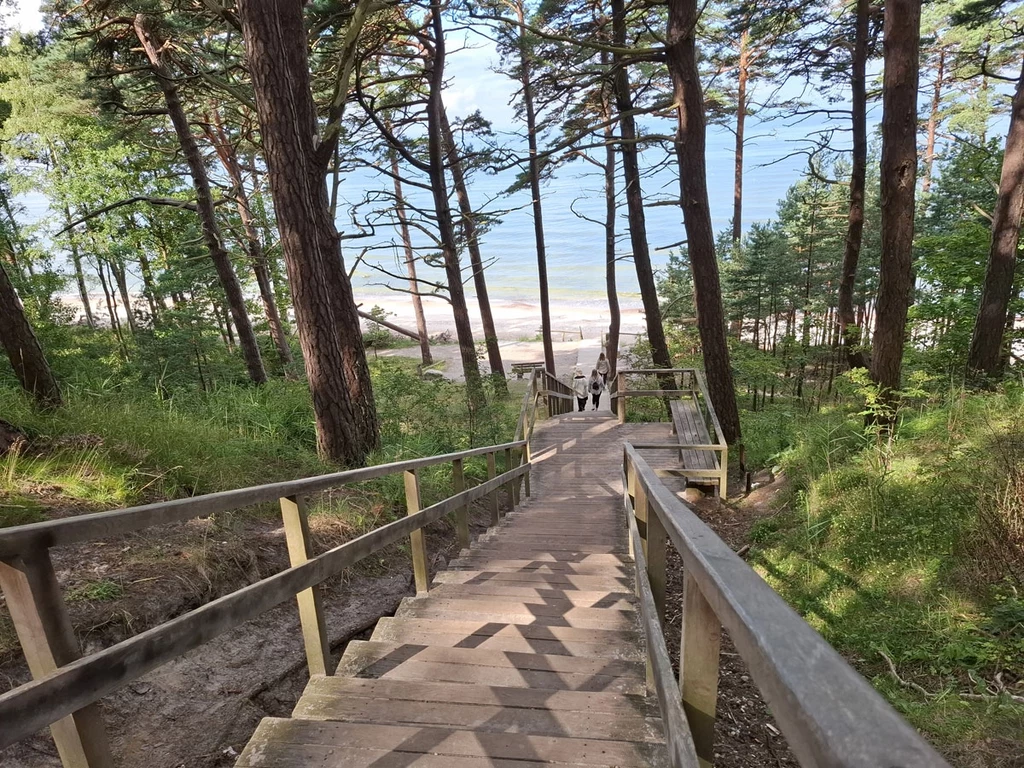 Drewniane schody prowadzące przez sosnowy las w dół w stronę plaży nad morzem, otoczone zielenią i naturalną roślinnością, z widokiem na spokojną wodę w tle.