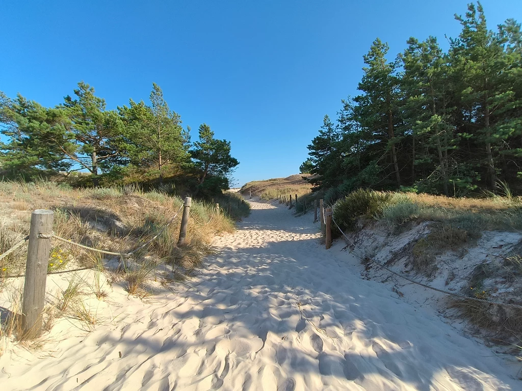 Na plażę dotrzesz bezpośrednio z obszaru zjawiskowych wydm Piaszczysta ścieżka prowadząca przez wydmy wśród sosnowego lasu, po obu stronach otoczona drewnianymi palikami i linami, w słoneczny, bezchmurny dzień.