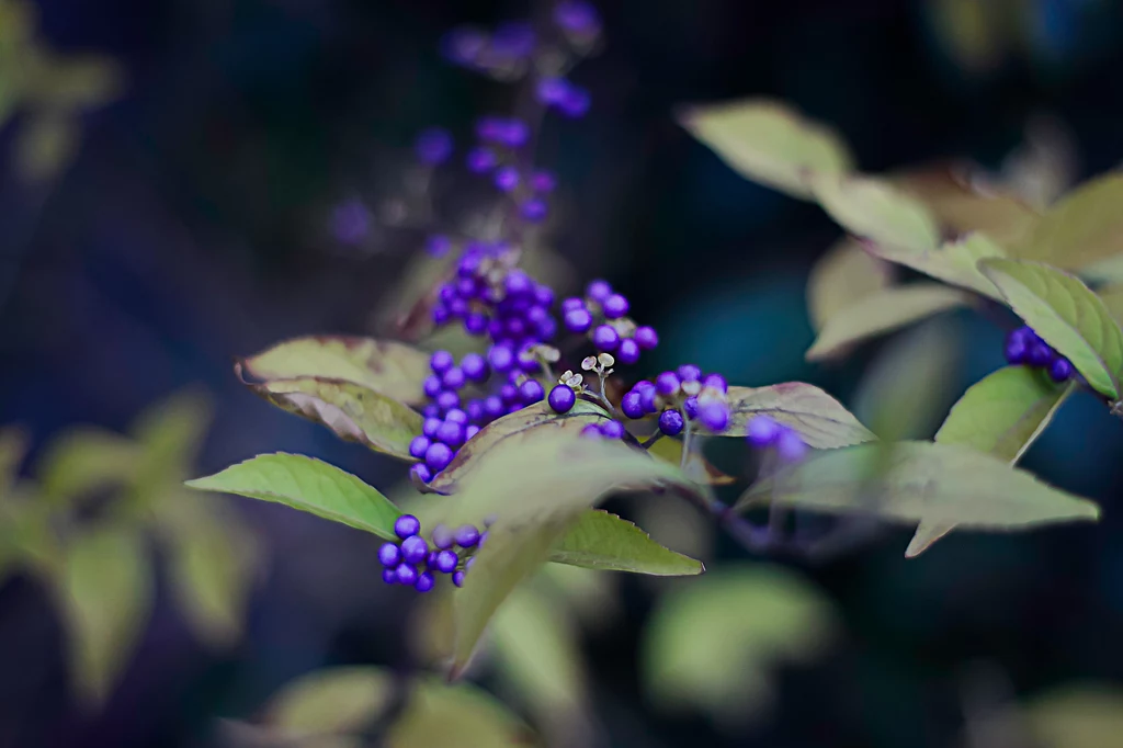 Krzew callicarpa lamiaceae z fioletowymi jagodami zimą