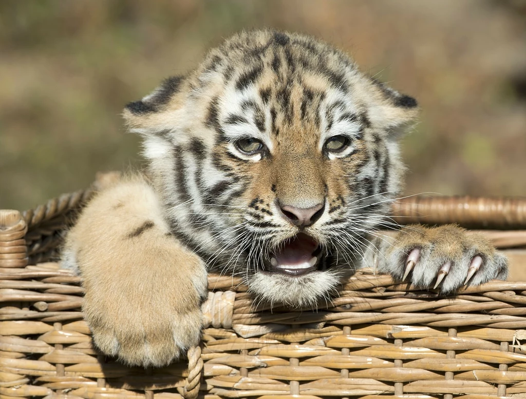 Zoo w Lipsku uśpiło trzy młode tygrysy amurskie. Zostały odrzucone przez matkę Zoo w Lipsku uśpiło trzy młode tygrysy amurskie. Zostały odrzucone przez matkę