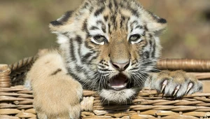 Niemieckie zoo uśpiło trzy tygrysiątka. Matka nie chciała ich wychowywać