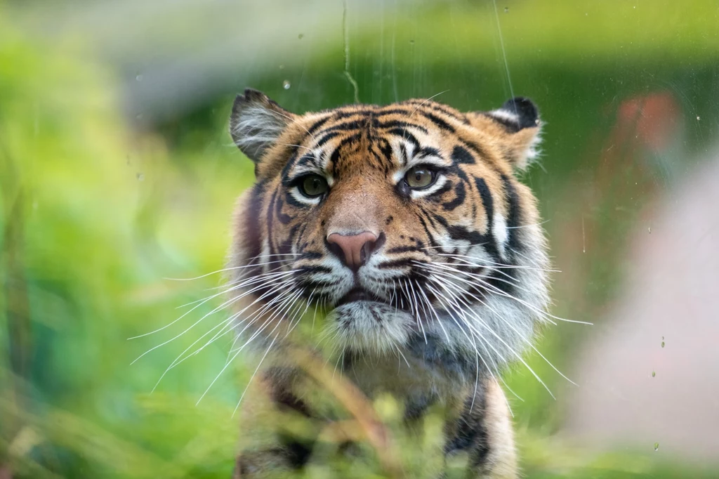 Egzotyczne zwierzęta i tropikalna atmosfera – oto sierpień w Orientarium ZOO Łódź /fot. Paweł Łacheta Egzotyczne zwierzęta i tropikalna atmosfera – oto sierpień w Orientarium ZOO Łódź /fot. Paweł Łacheta