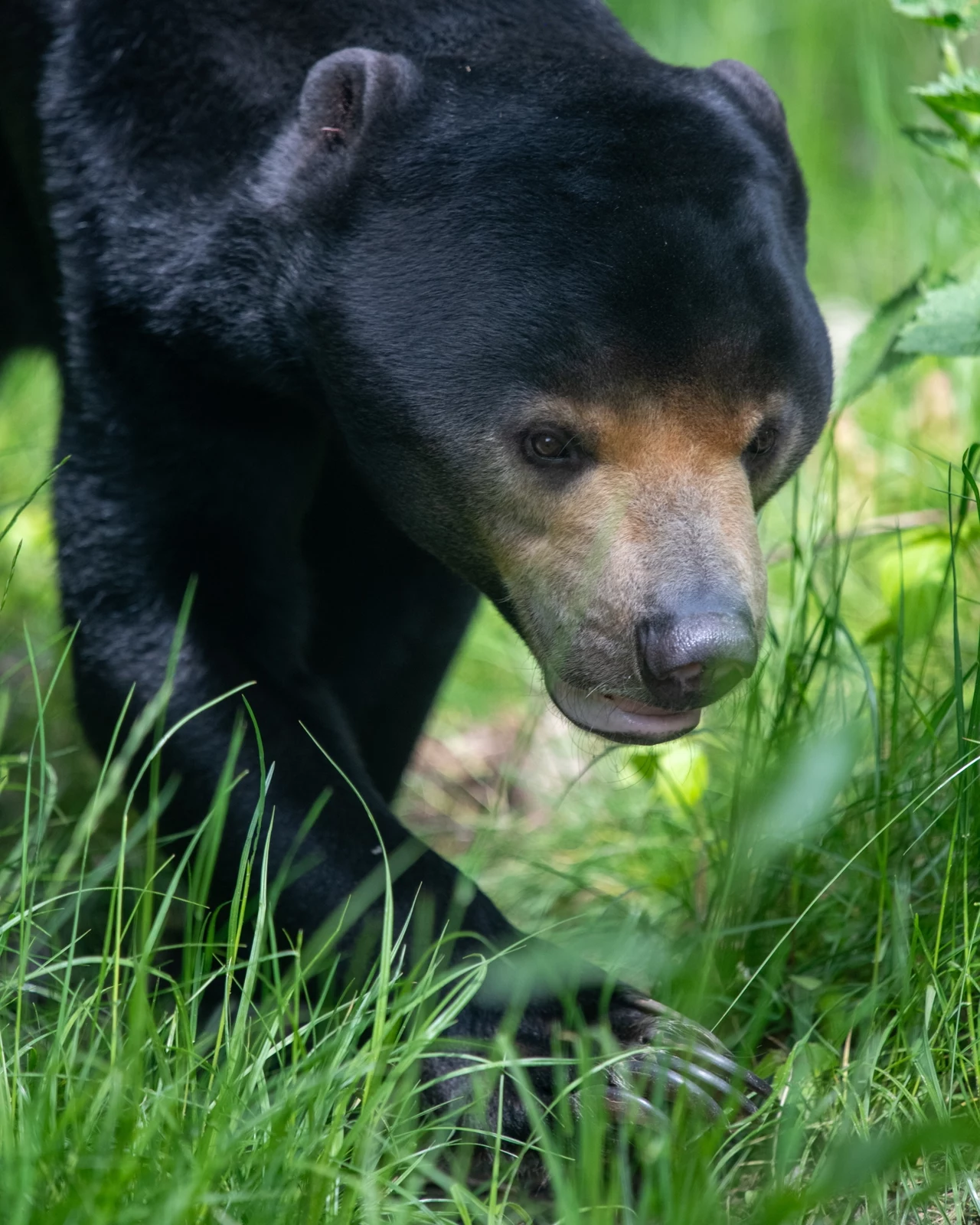 Sierpień w Orientarium ZOO Łódź to czas na spotkanie z najbardziej fascynującymi zwierzętami / fot. Paweł Łacheta Nieduży niedźwiedź malajski o ciemnej sierści i jasnej kufie, przemierzający zieloną trawę wśród gęstych roślin