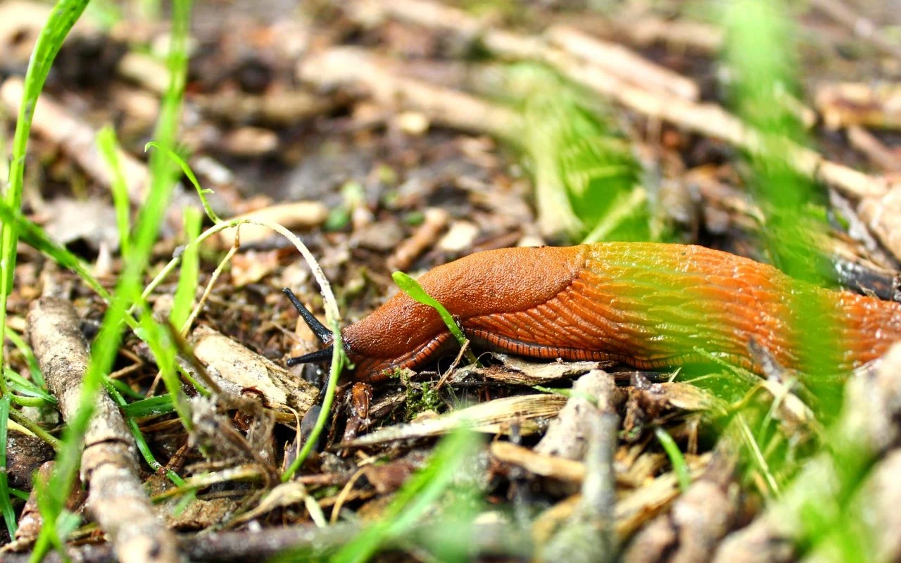 Ślimaki w ogrodzie to częsty problem ogrodników