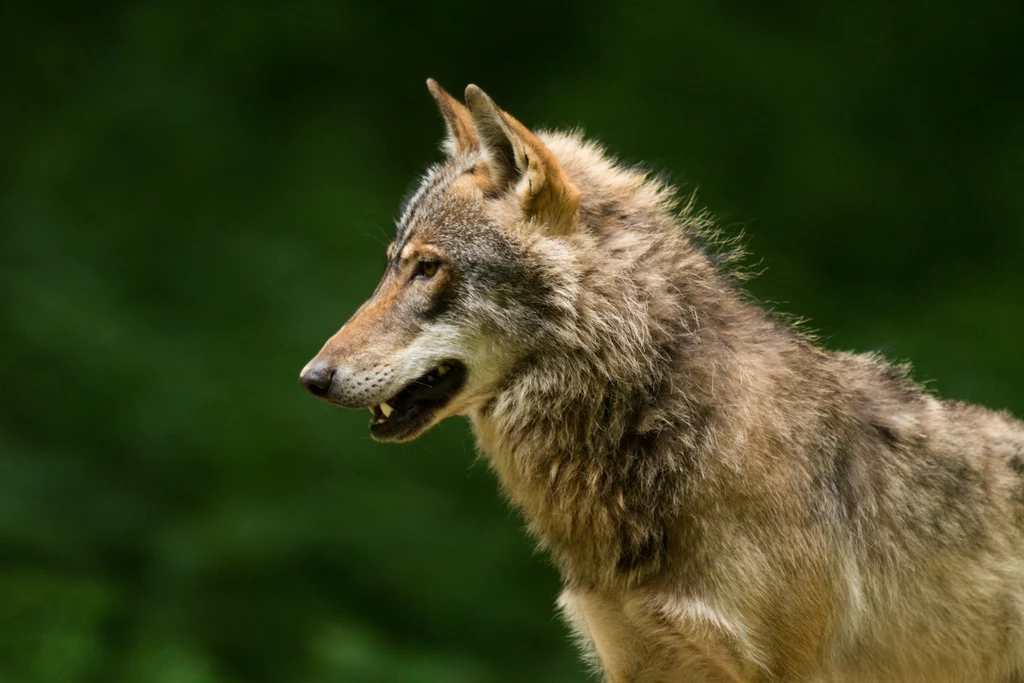 Liczebność wilka w Polsce nie opiera się na rzetelnych statystykach Liczebność wilka w Polsce nie opiera się na rzetelnych statystykach