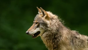 Ile tak naprawdę jest wilków w Polsce? Przyrodnicy mówią o "sufitologii"