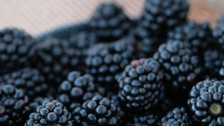 Z jeżyn można przygotować pyszny kompot, dżem i nalewki 