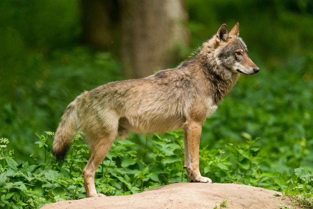 Wilk stojący na skale pośród zielonej roślinności, skierowany w bok, z uważnym wyrazem pyska.