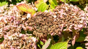 Kwiaty hortensji brązowieją? Tak szybko przywrócisz im kolor