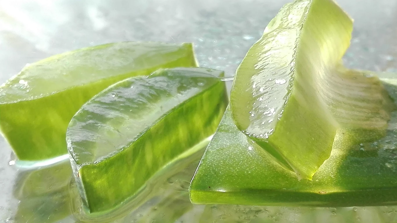 Aloes ma niezwykle szerokie zastosowanie w pielęgnacji skóry
