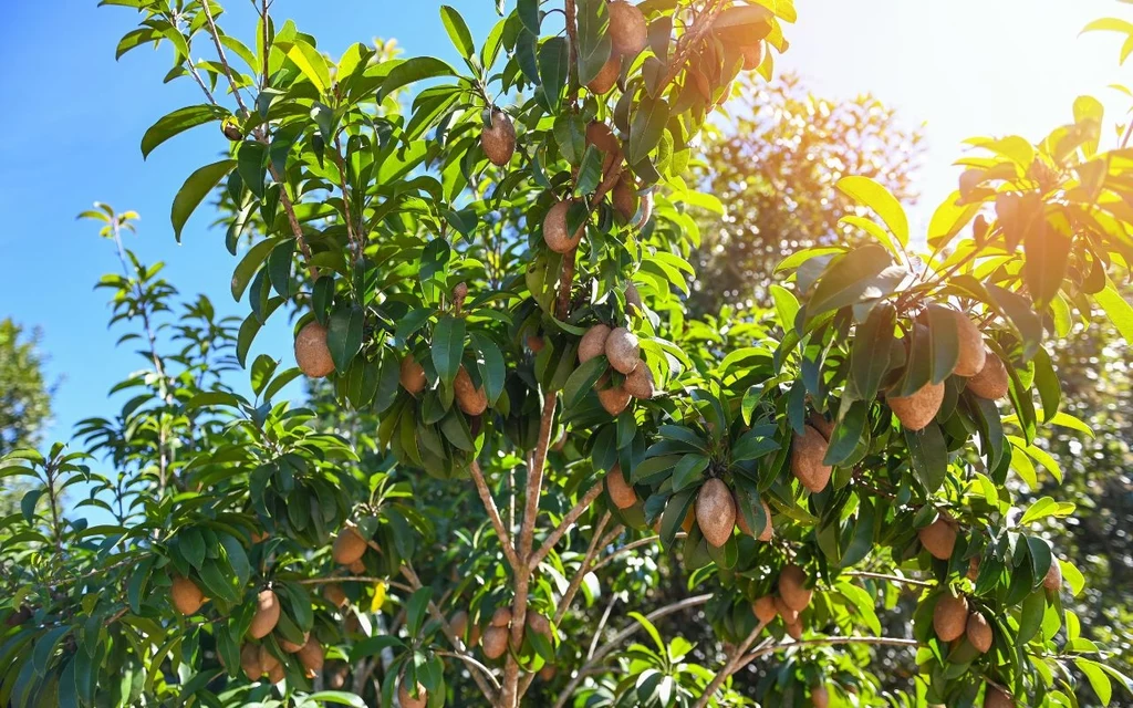 Sapodilla to tropikalny owoc z wyglądu przypominający ziemniaka