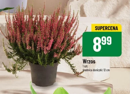 Wrzos