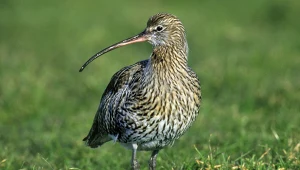 Nie było go przez wiele lat. Ten rzadki ptak wraca na polskie mokradła