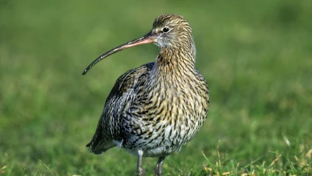 Takie ciekawostki skrywa kulik wielki 