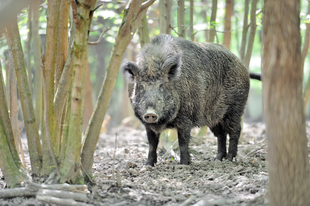 Dziki nie występują naturalnie w Ameryce Północnej Dzik stojący na leśnej ściółce otoczony cienkimi drzewami, z jasnozielonym światłem przebijającym się przez liście.