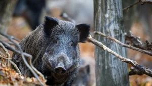Dziki robią się niebieskie w środku. Jest ostrzeżenie