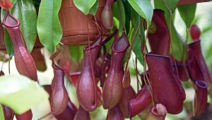 Komary to dla niej przysmak. Tę roślinę doniczkową musisz mieć w domu